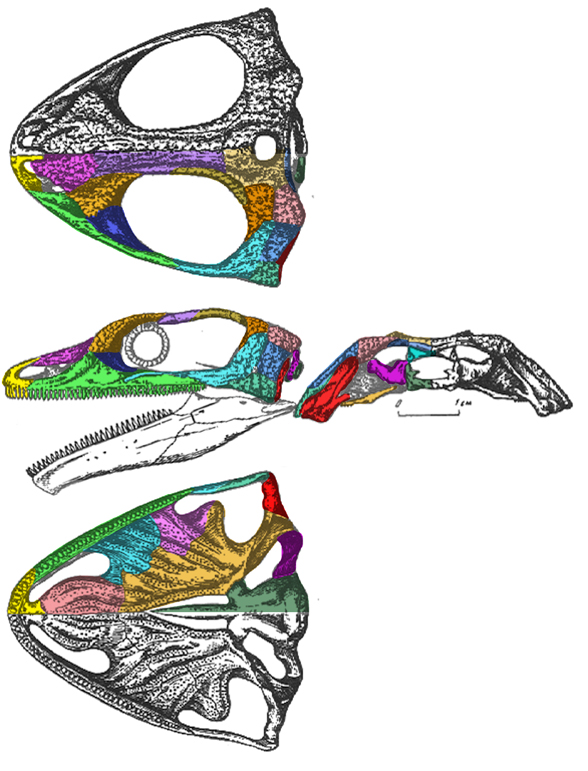 Nyctiphruretus holotype skull