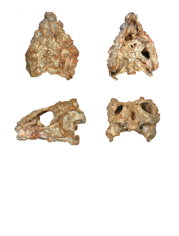 Palaeocheris skull
