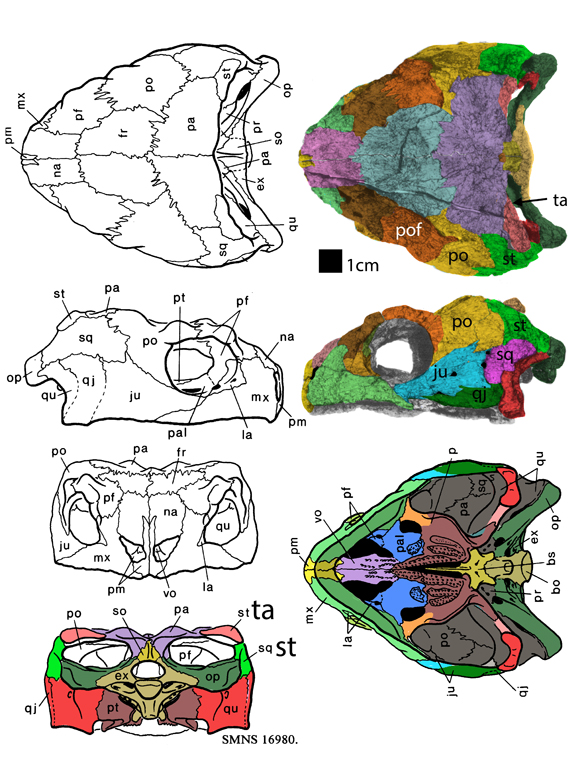 Proganochelys skull tracing