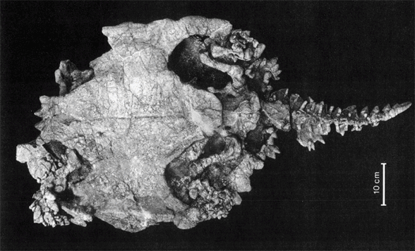 Proganochelys ventral