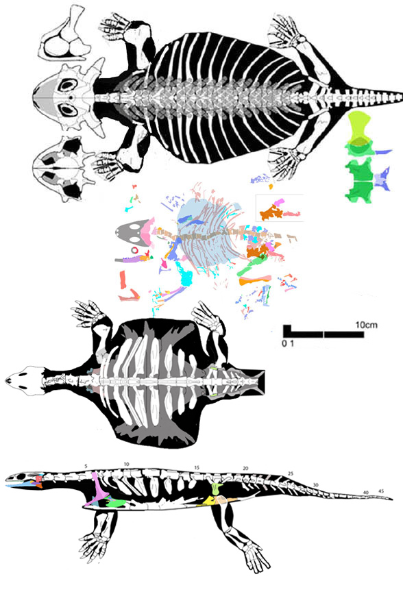 Sclerosaurus, Sphodrosaurus and Odontochelys to scale