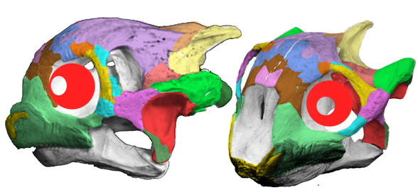 Aldabrachelys skull