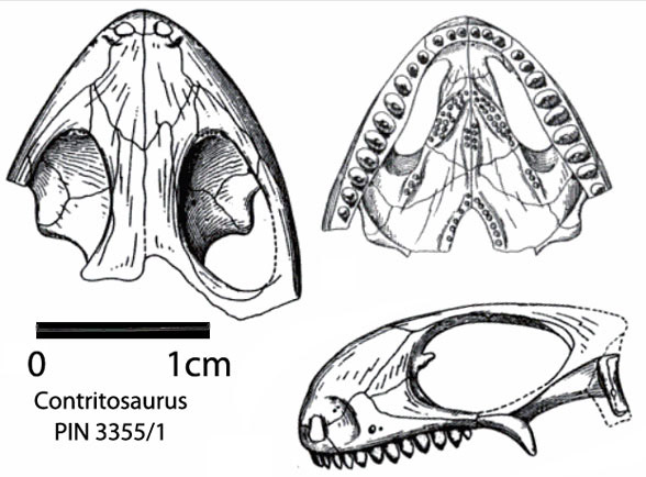 Contritosaurus