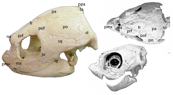 Dermochelys skull