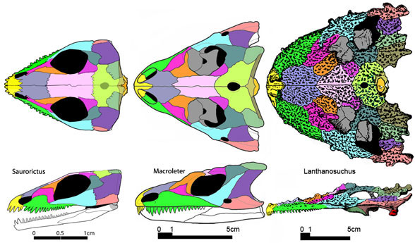 Lanthanosuchus and sisters