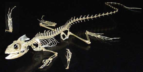 Basiliscus skeleton