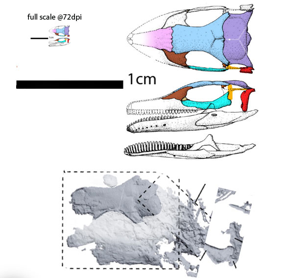 Bellairsia skull