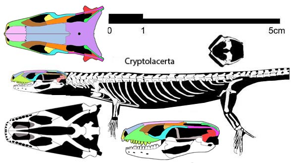 Cryptolacerta