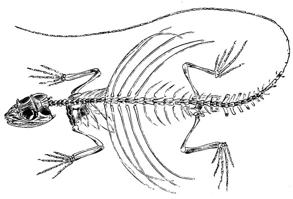 Draco volans