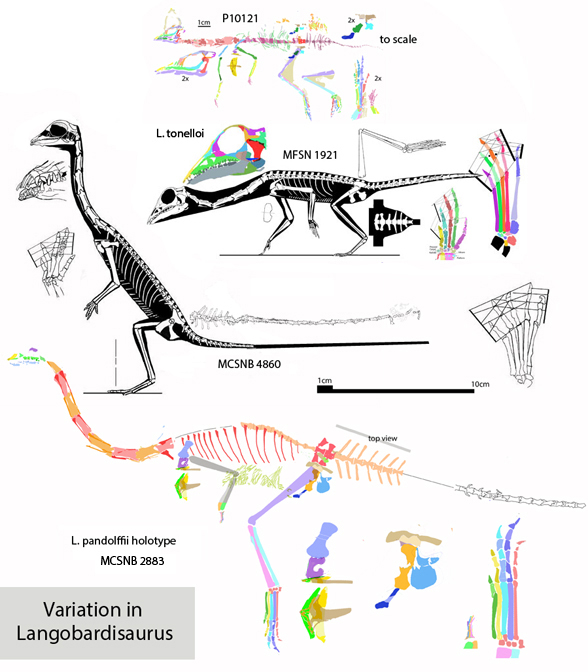 Langobardisaurus specimens compared