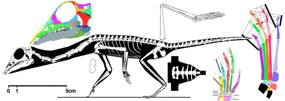 Langobardisaurus tonneloi