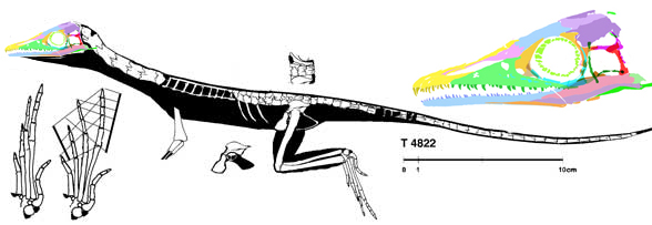 Macrocnemus T4822