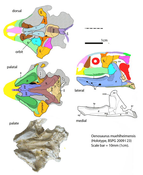 Oenosaurus skull reconstructed