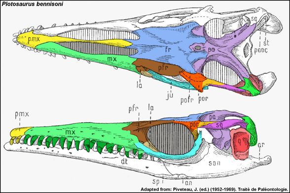 Plotosaurus skull