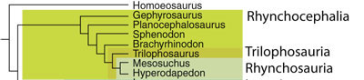 Lepidosauriformes