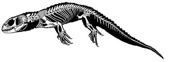 Shinisaurus