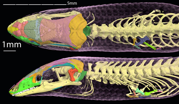 Sirenoscincus