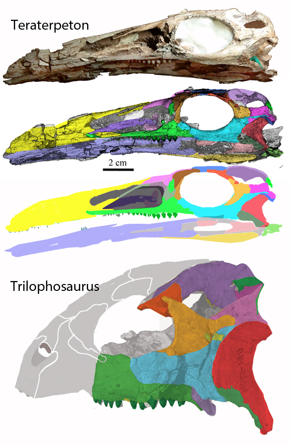 Teraterpeton and Trilophosaurus compared