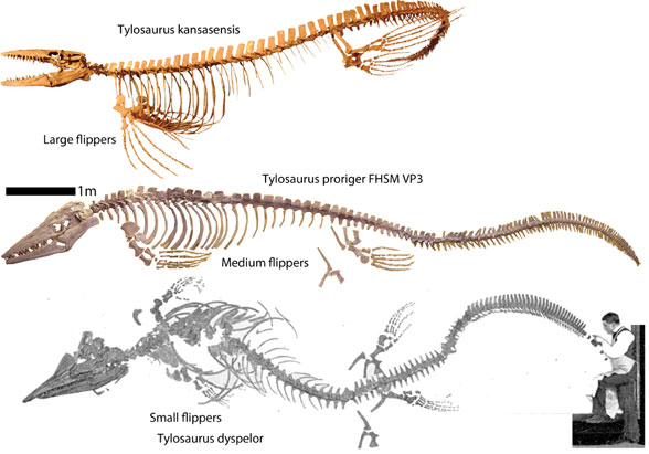 Tylosaurus 3 species