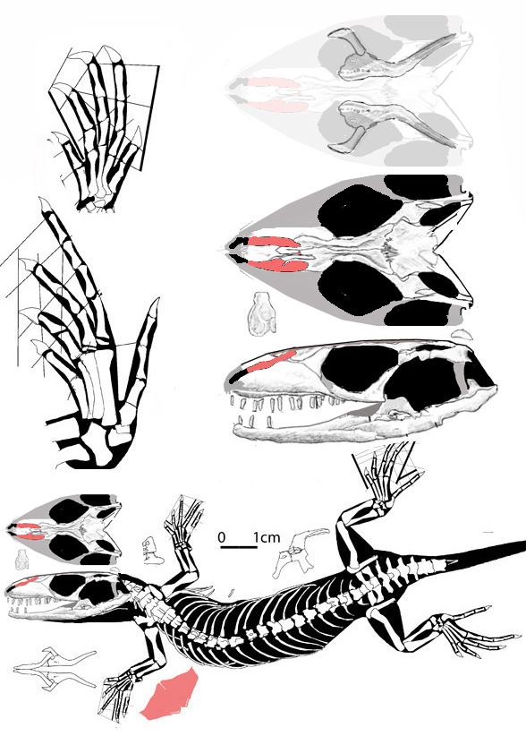 Yabeinosaurus