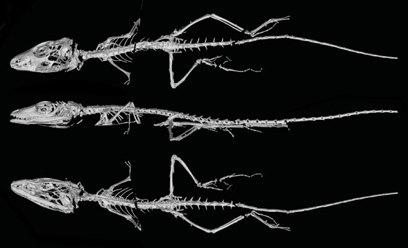 Anolis skeleton