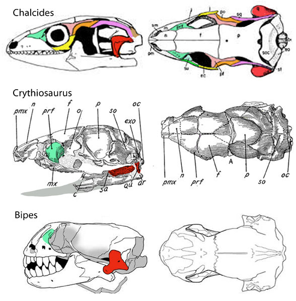 Crythiosaurus