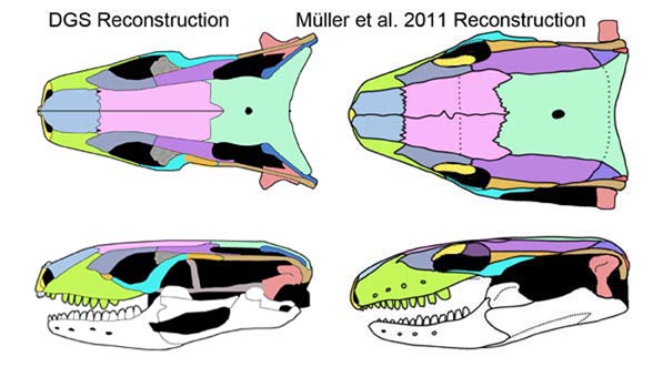 Cryptolacerta comparison