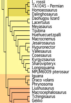 Basal Lepidosaurs