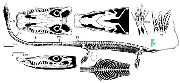 Dinocephalosaurus