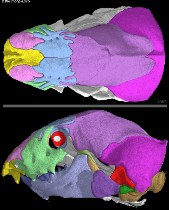 Diplometopon skull