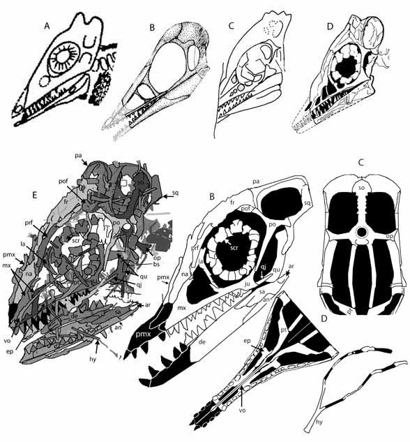 Longisquama skull