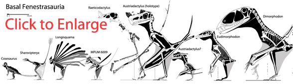 Basal fenestrasaurs