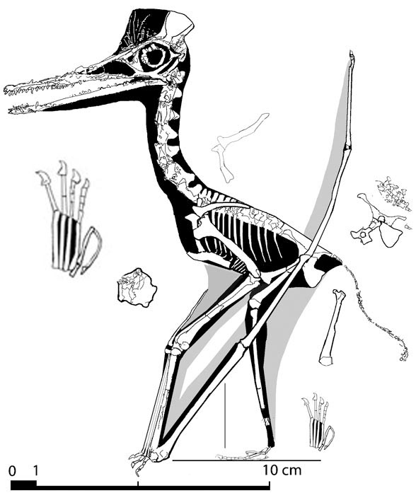Pterodactylus? micronyx BSp 1968 XV 132