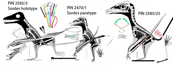 Three specimens attributed to ordes