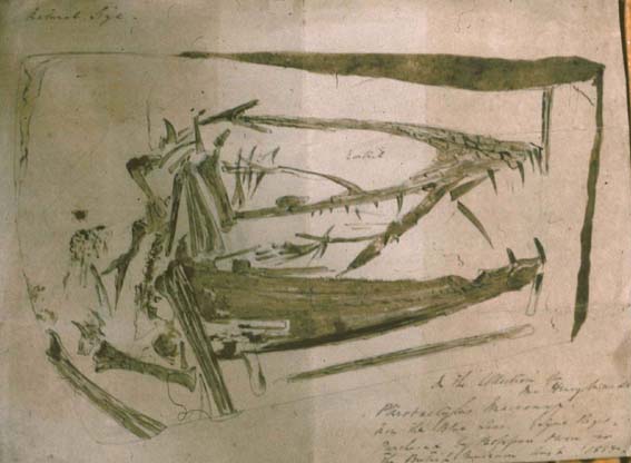 The Mary Anning Dimorphodon