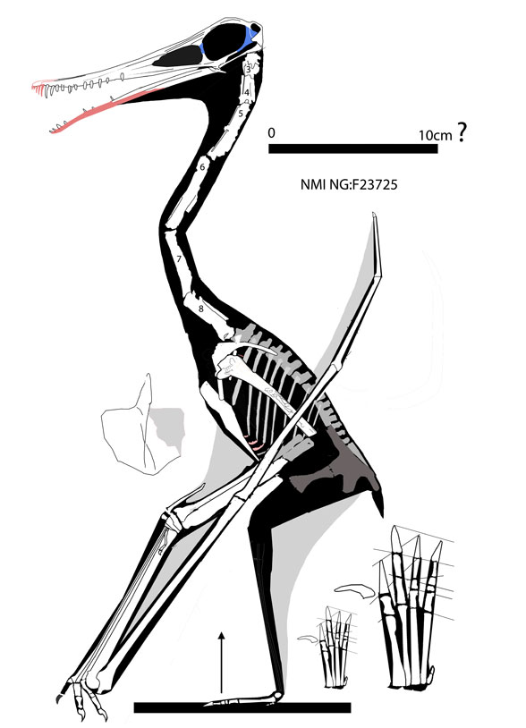 Ardeadactylus