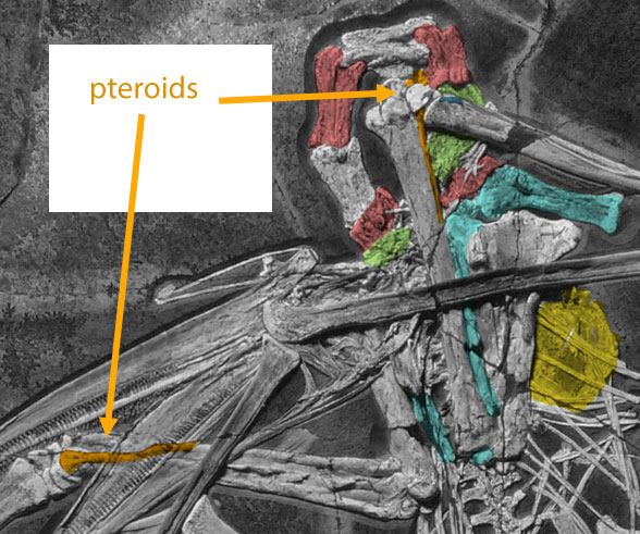 Balaenognathus pteroids