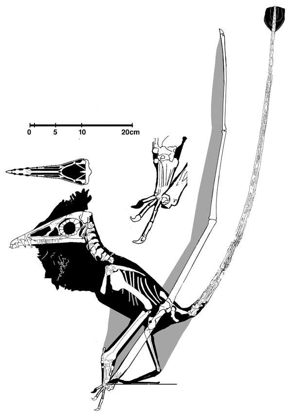 Campylognathoides zitteli Cz