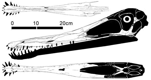 Cearadactylus ligabuei