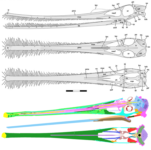 Ctenochasma elegans SMNS 81803 reconstructed