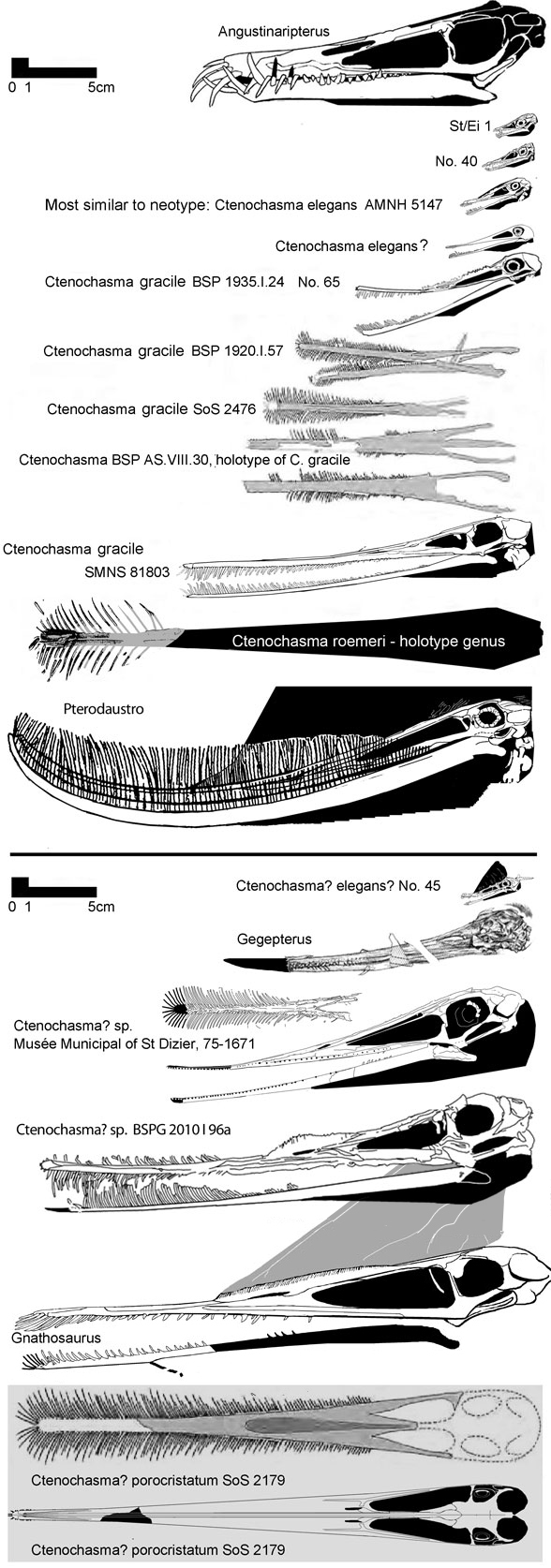 Ctenochasma skulls