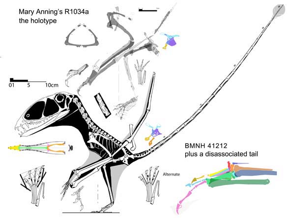 Dimorphodon