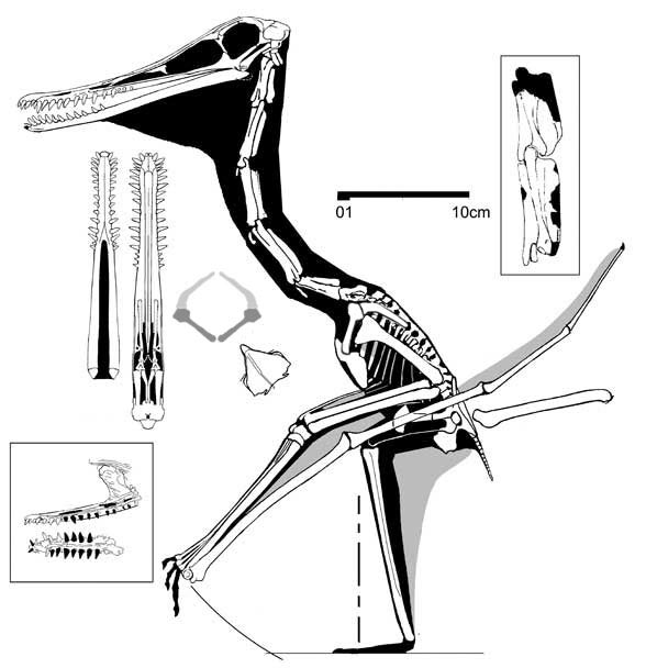 Diopecephalus/Pterodactylus longicollu No. 58