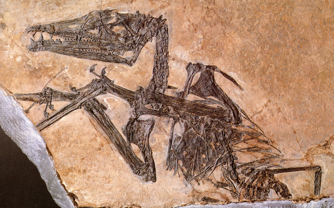 Eudimorphodon ranzii rollover image