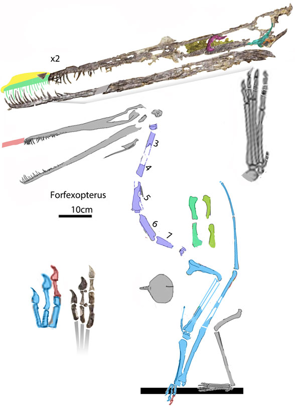 Forfexopterus