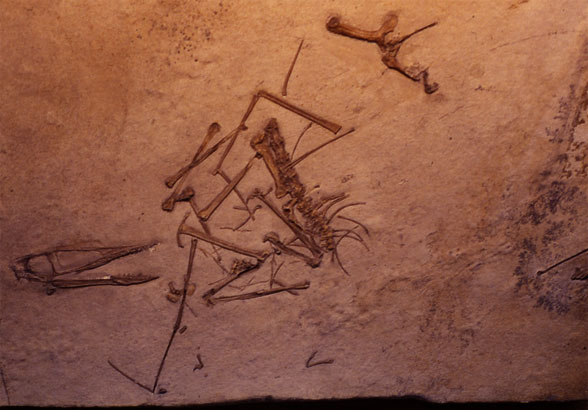 Germanodactylus cristatus rollover of tail and pelvis