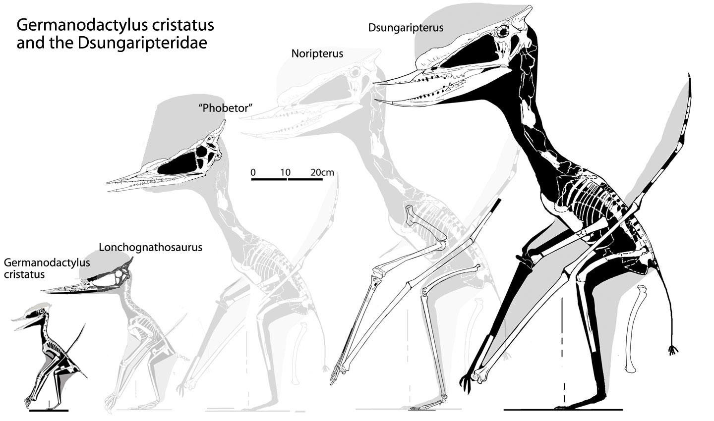 Germanodactylus and the Dsungaripteridae