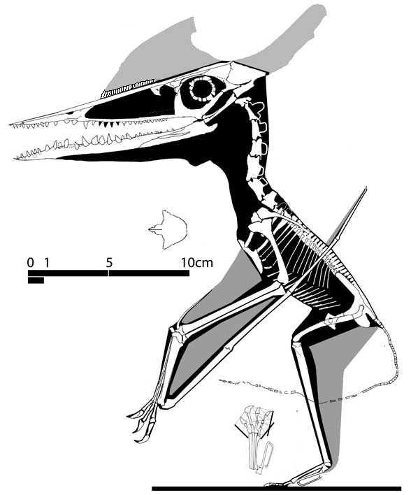 Germanodactylus-JMEMoe12