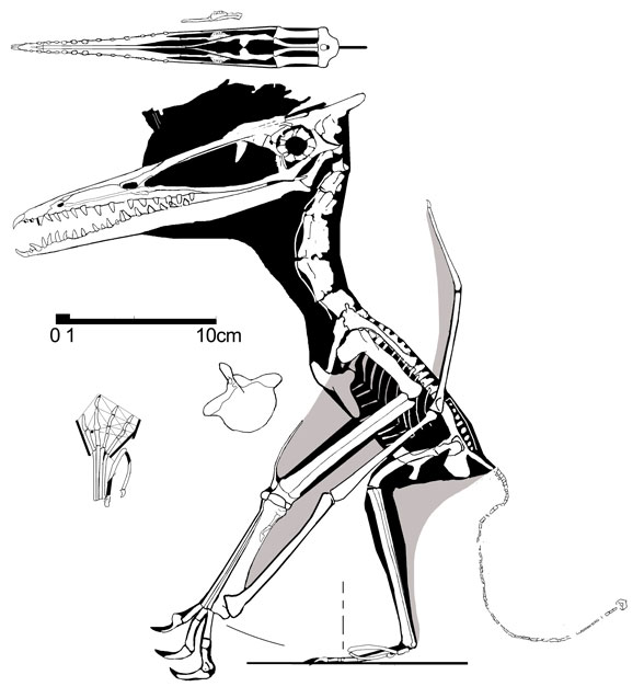 Germanodactylus rhamphastinus