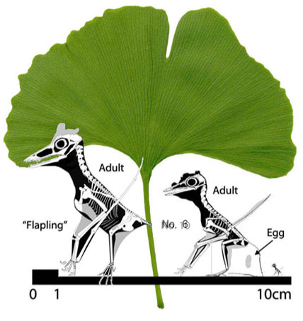 Ginkgo leaf and the smallest pterosaurs